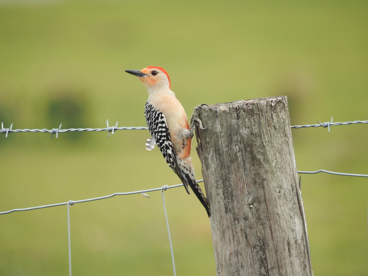 Red-bellied Woodpecker - ML615552701
