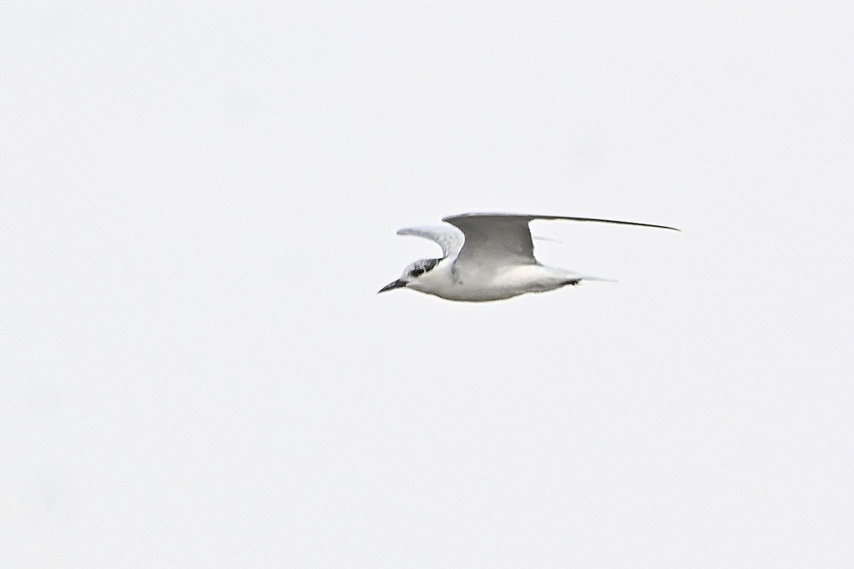 Whiskered Tern - ML615552751