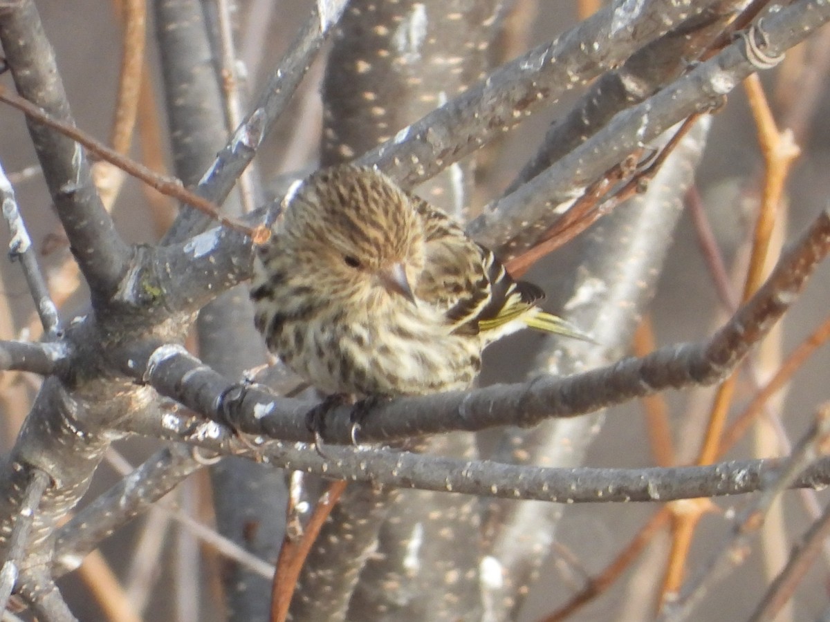 Pine Siskin - ML615552754