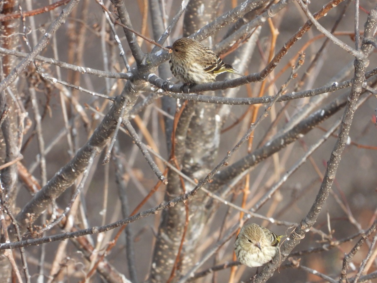 Pine Siskin - ML615552755