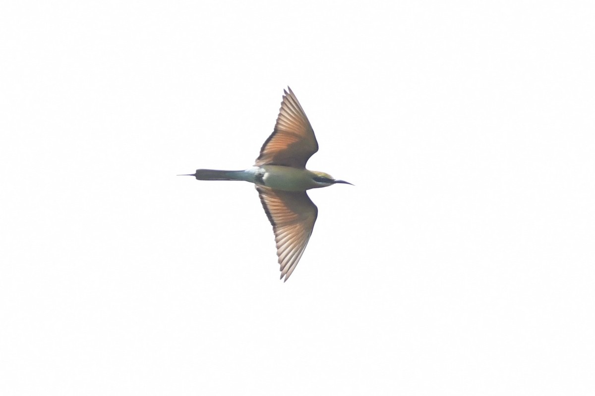 Blue-tailed Bee-eater - ML615552792