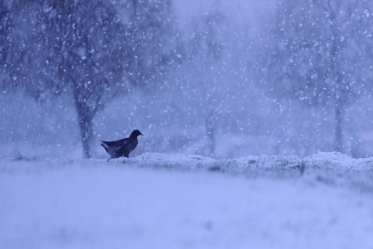 Eurasian Moorhen - ML615552925