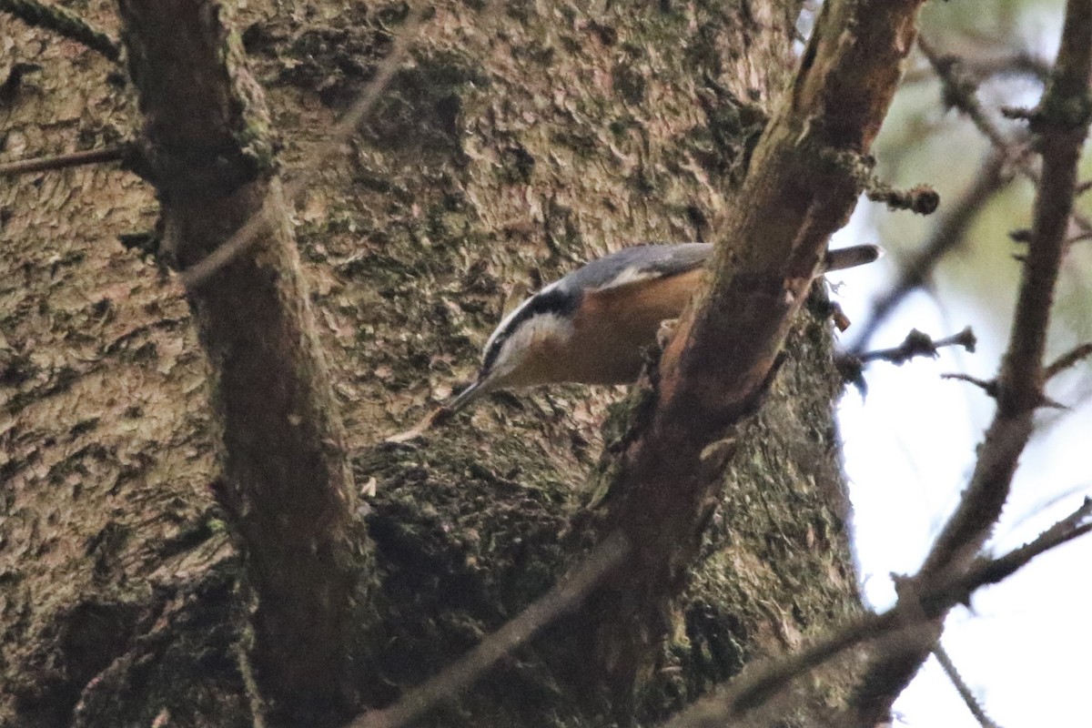 Red-breasted Nuthatch - Mathieu Franzkeit