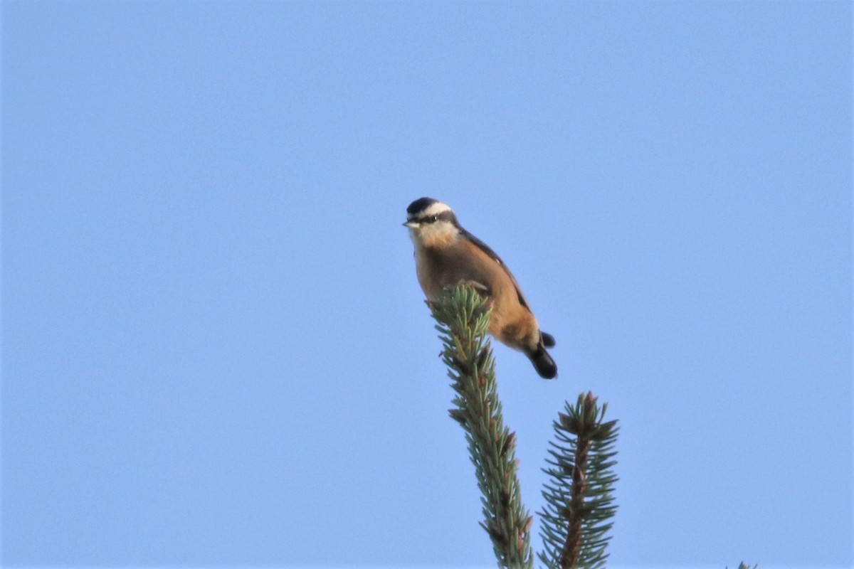 Red-breasted Nuthatch - Mathieu Franzkeit