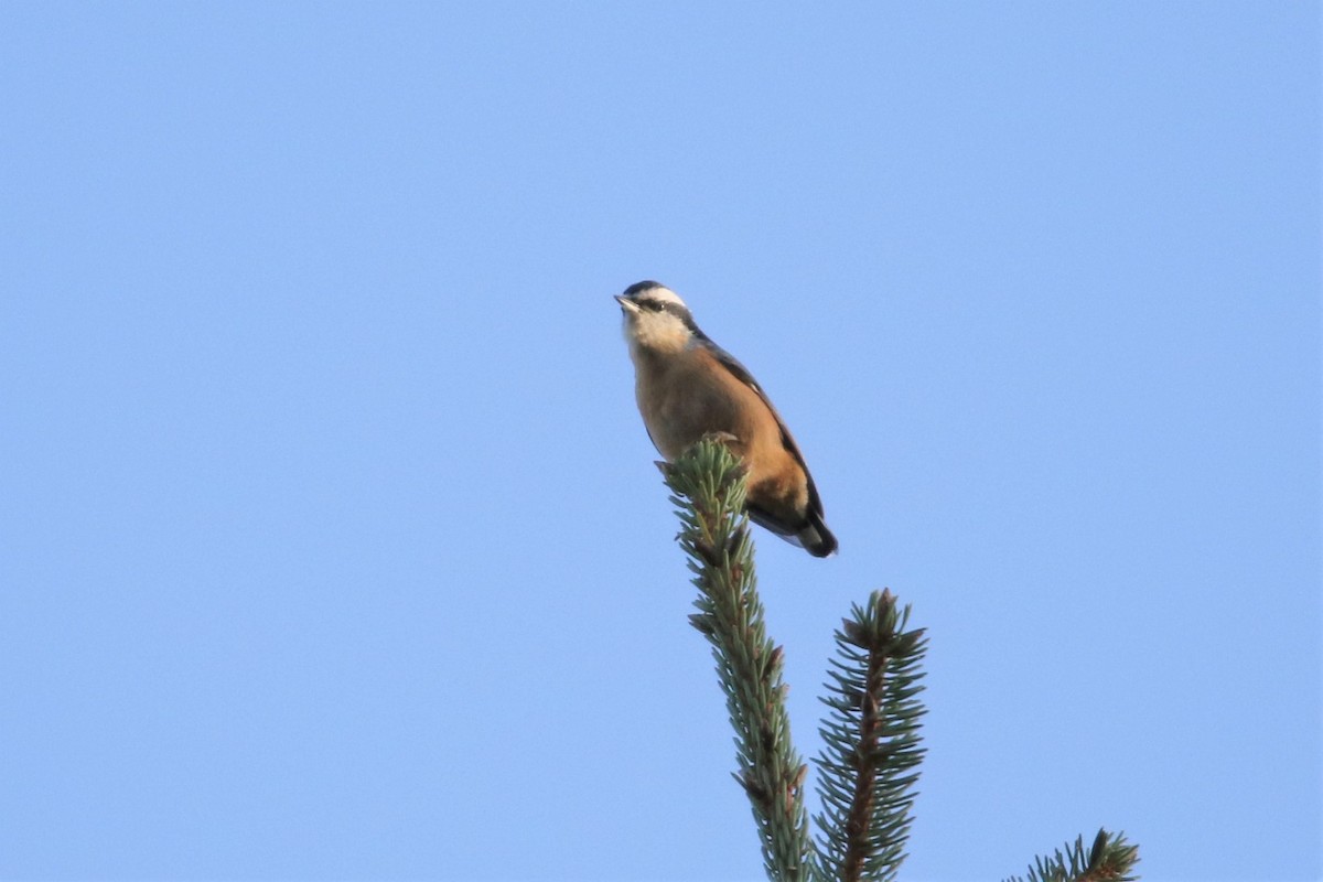 Red-breasted Nuthatch - Mathieu Franzkeit