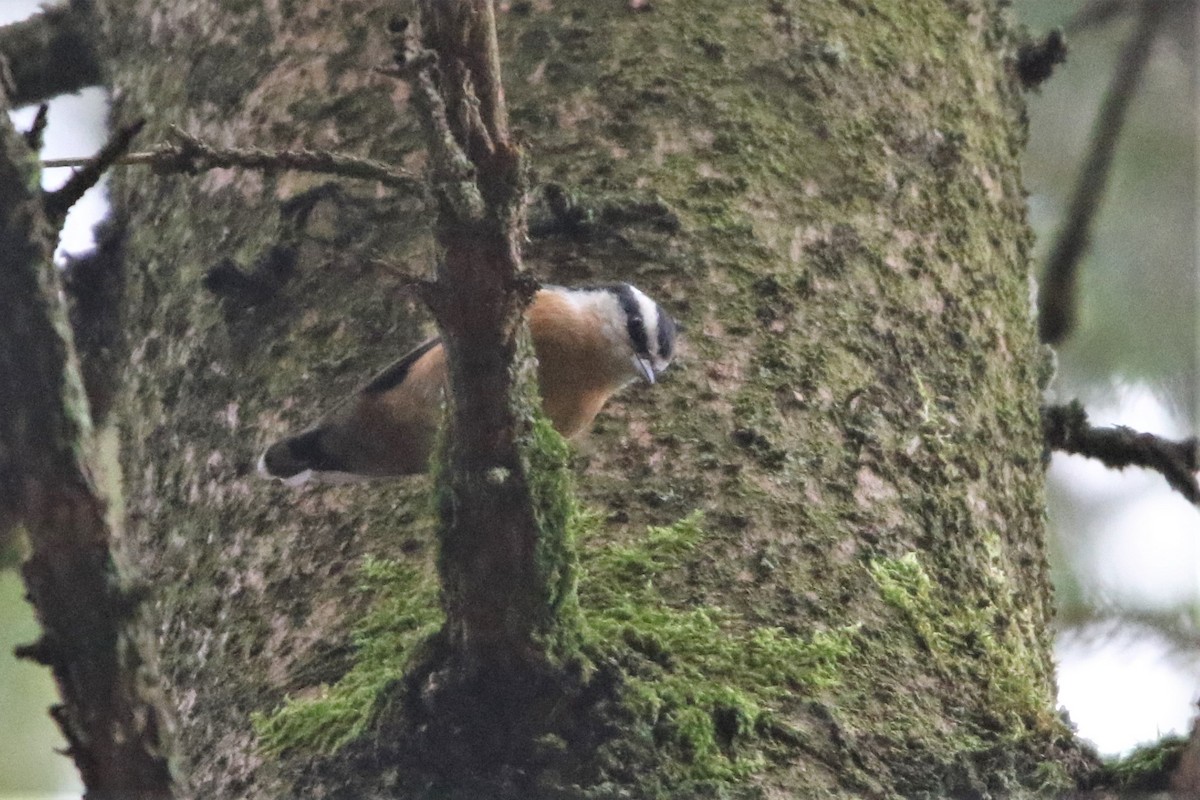 Red-breasted Nuthatch - Mathieu Franzkeit