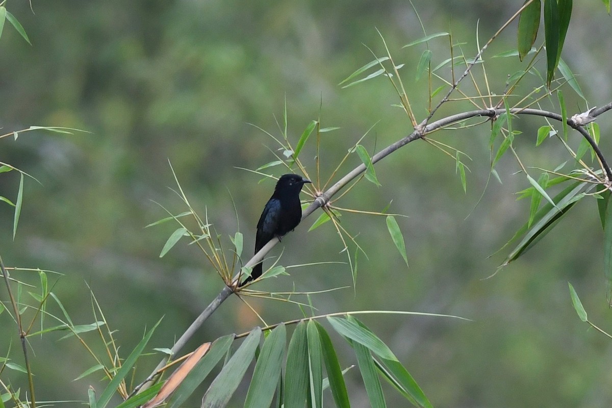 Cuclillo Drongo Moluqueño - ML615552982