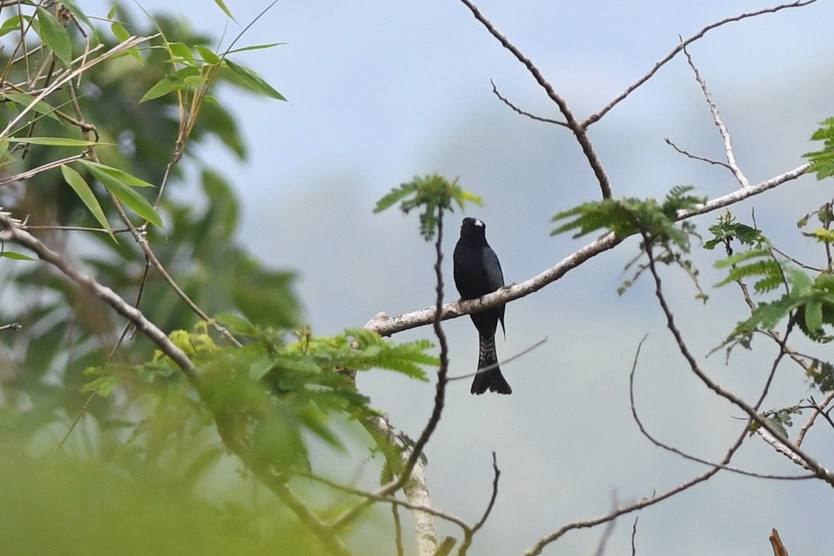 Moluccan Drongo-Cuckoo - ML615552983