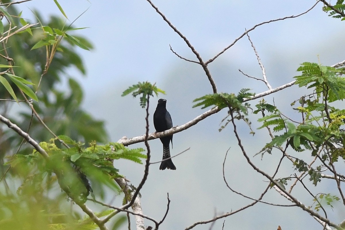 Cuclillo Drongo Moluqueño - ML615552984