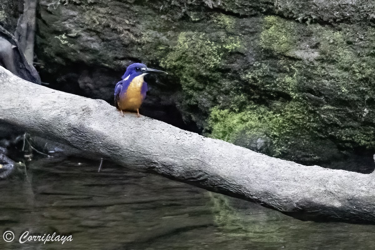 Azure Kingfisher - Fernando del Valle
