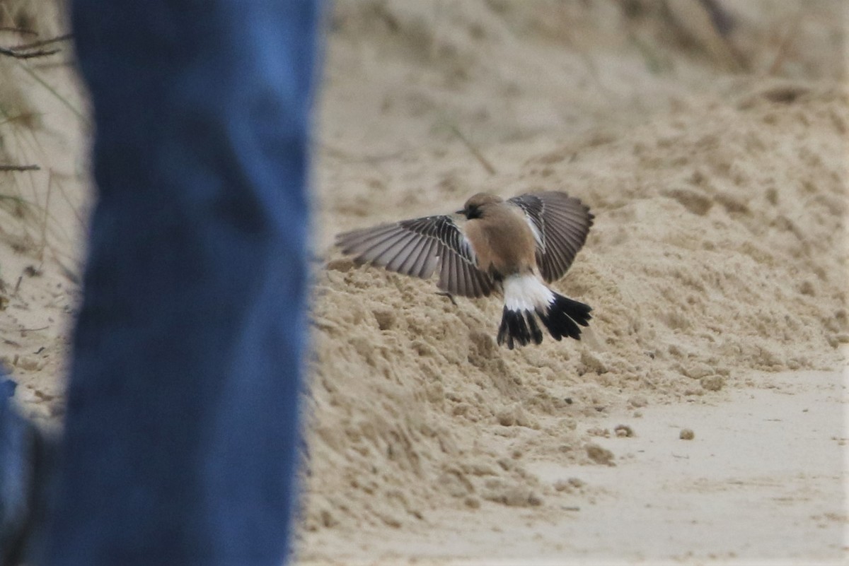 Desert Wheatear - ML615553022