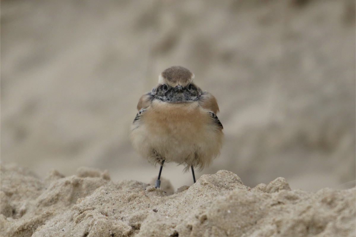 Desert Wheatear - ML615553026