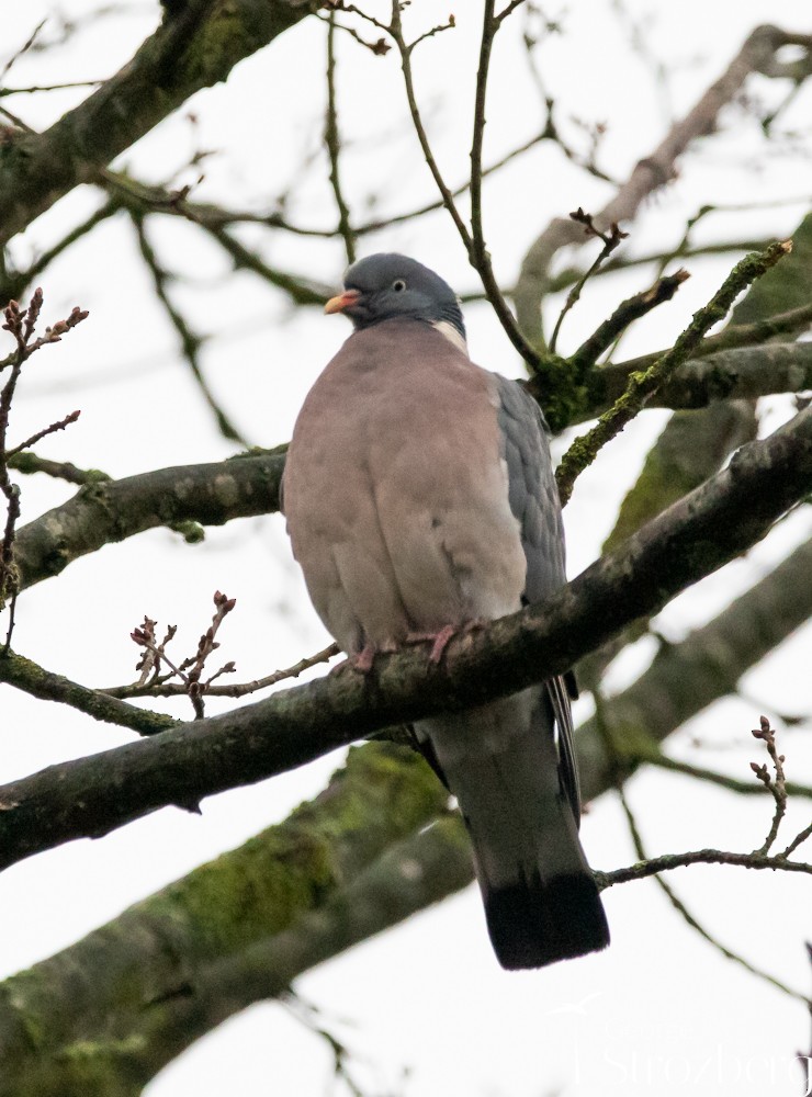 Common Wood-Pigeon - ML615553070