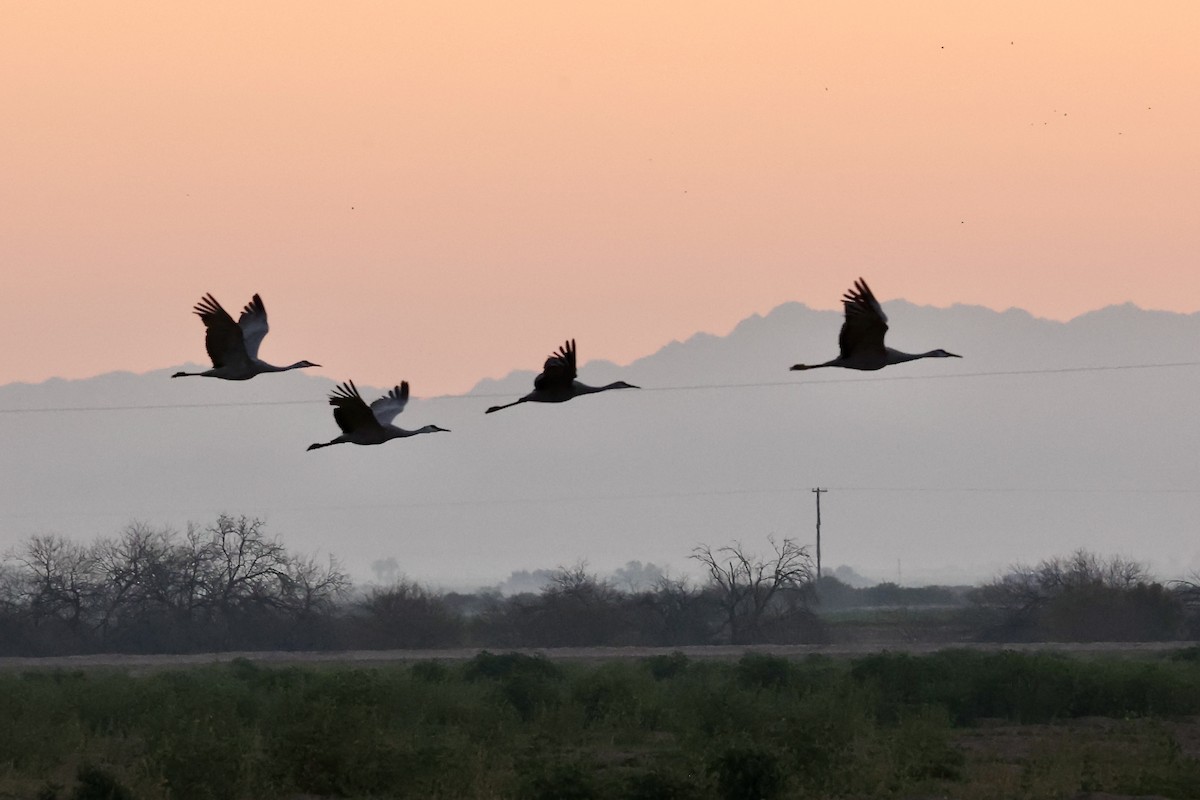 Sandhill Crane - ML615553087