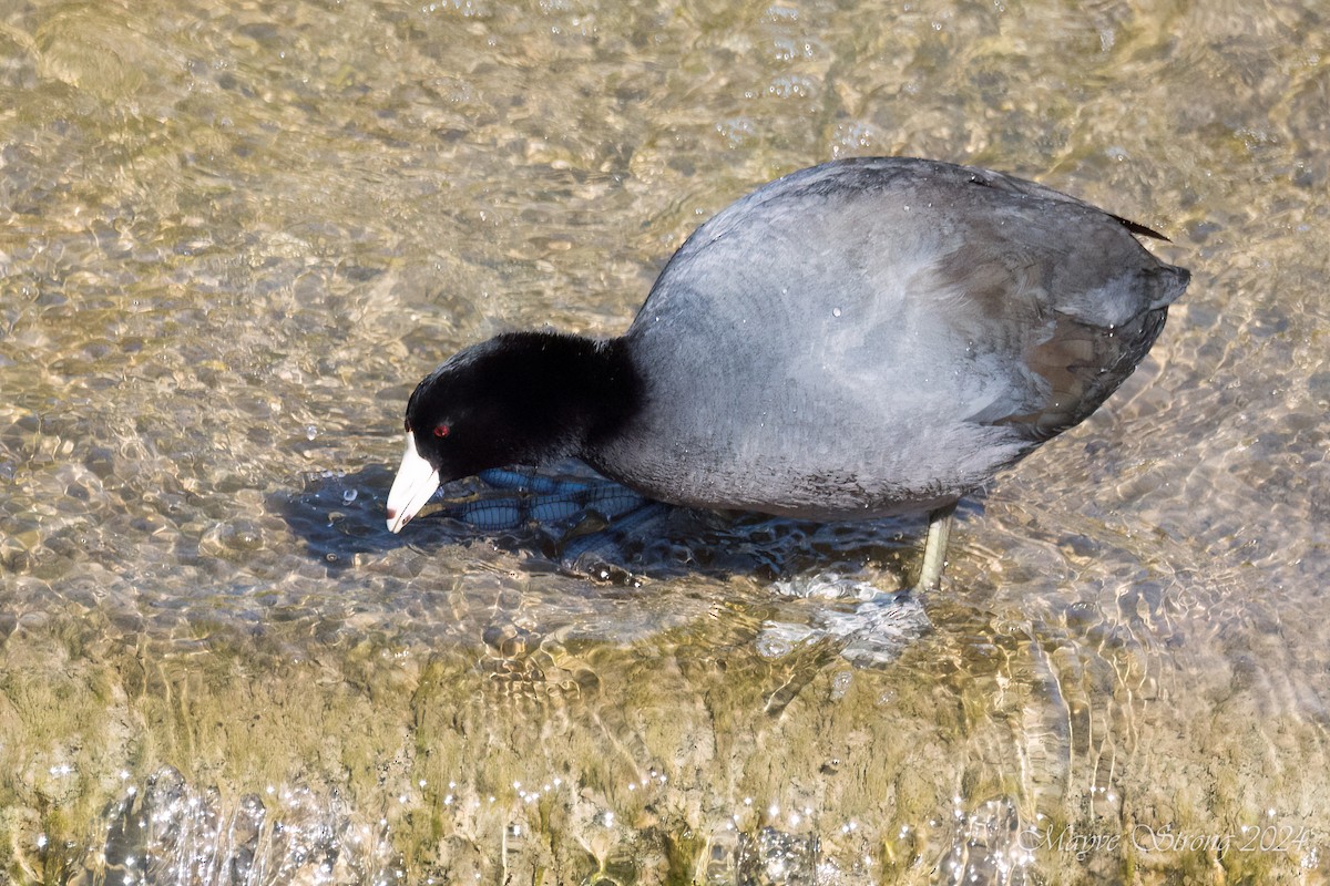 American Coot - ML615553109