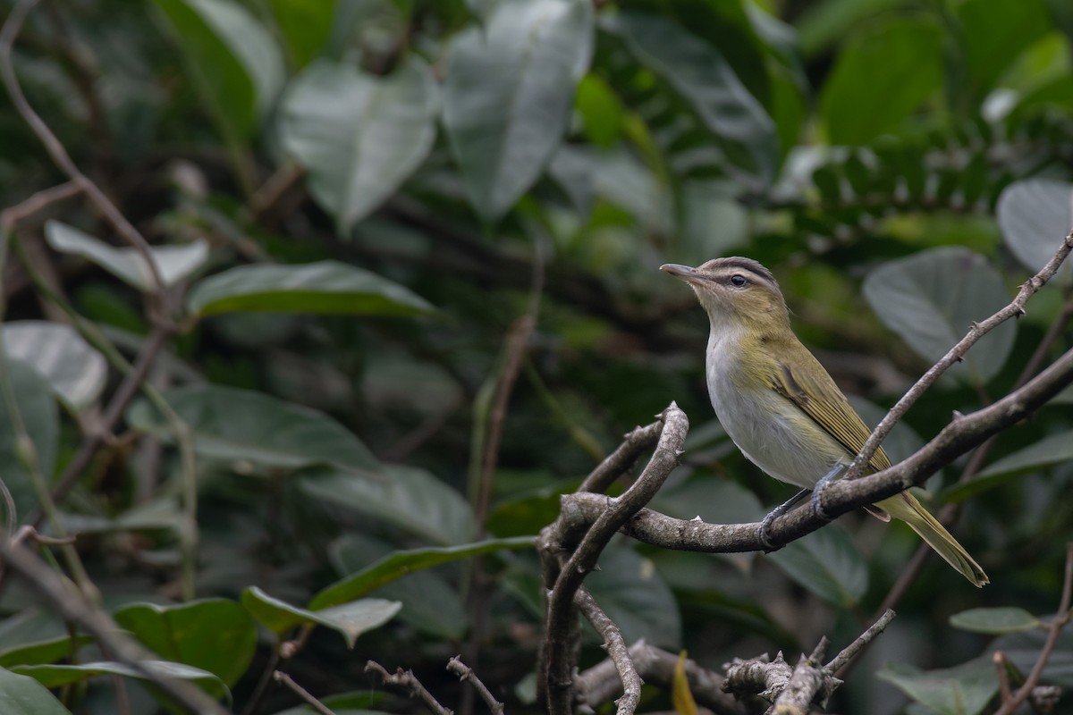 Vireo Chiví (chivi/diversus) - ML615553119