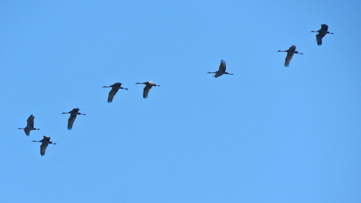 Sandhill Crane - ML615553213