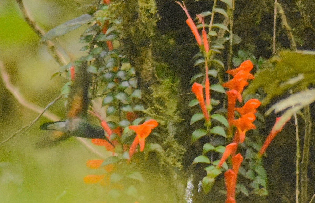kolibřík páskoocasý - ML615553218
