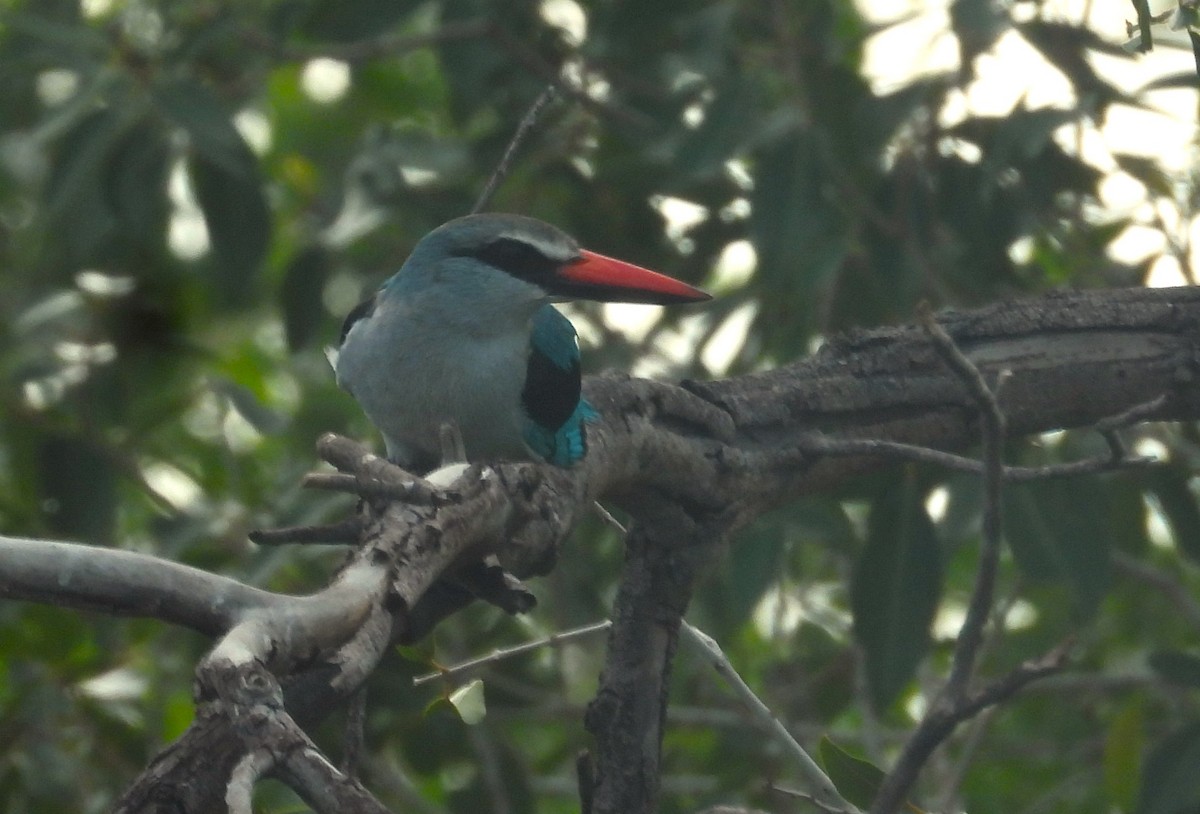 Woodland Kingfisher - Morten Winther Dahl