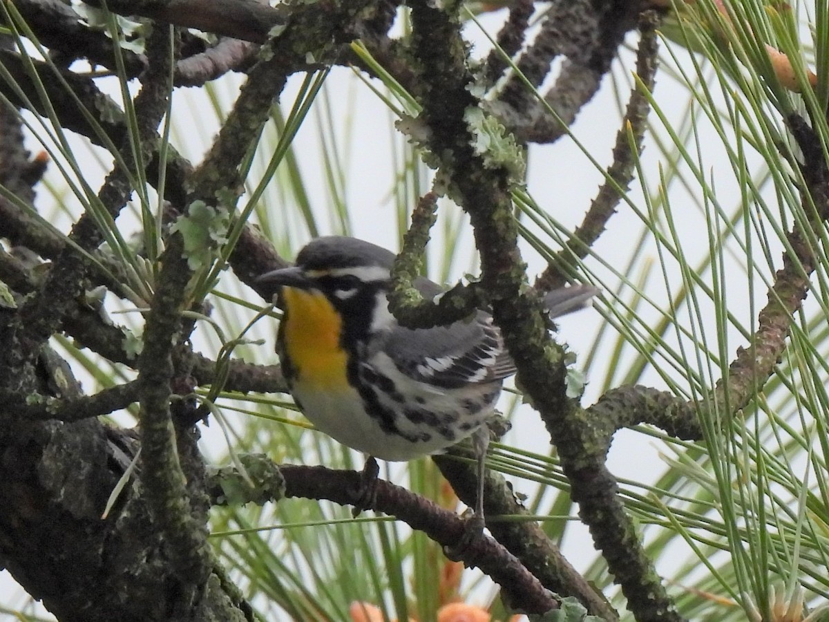 Yellow-throated Warbler - ML615553294