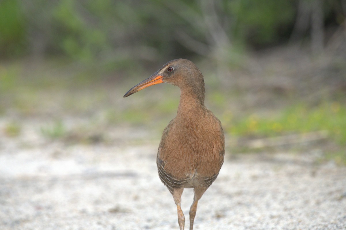 Ridgway's Rail - ML615553310