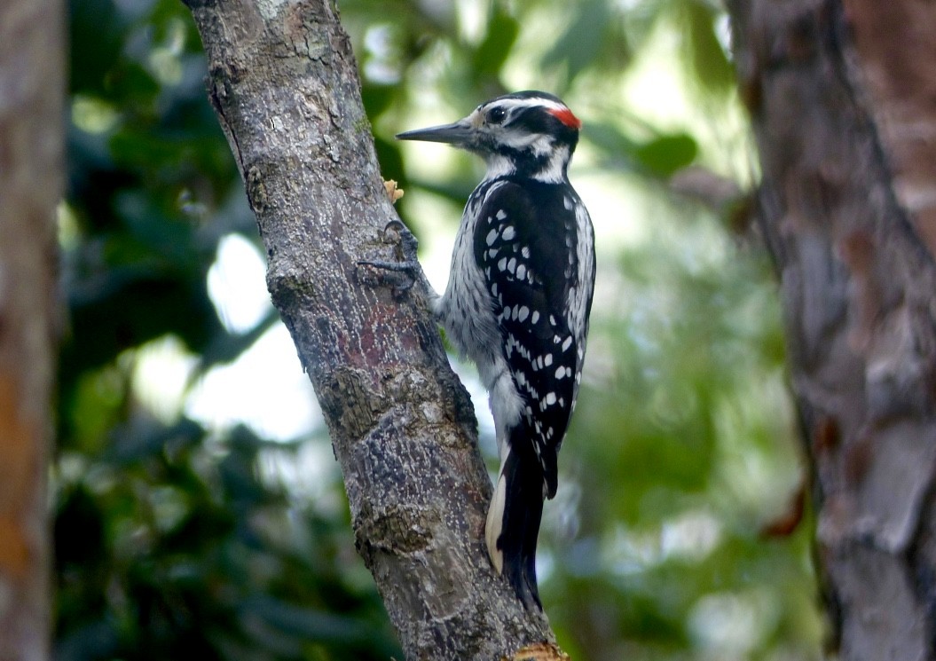 Hairy Woodpecker - ML615553382