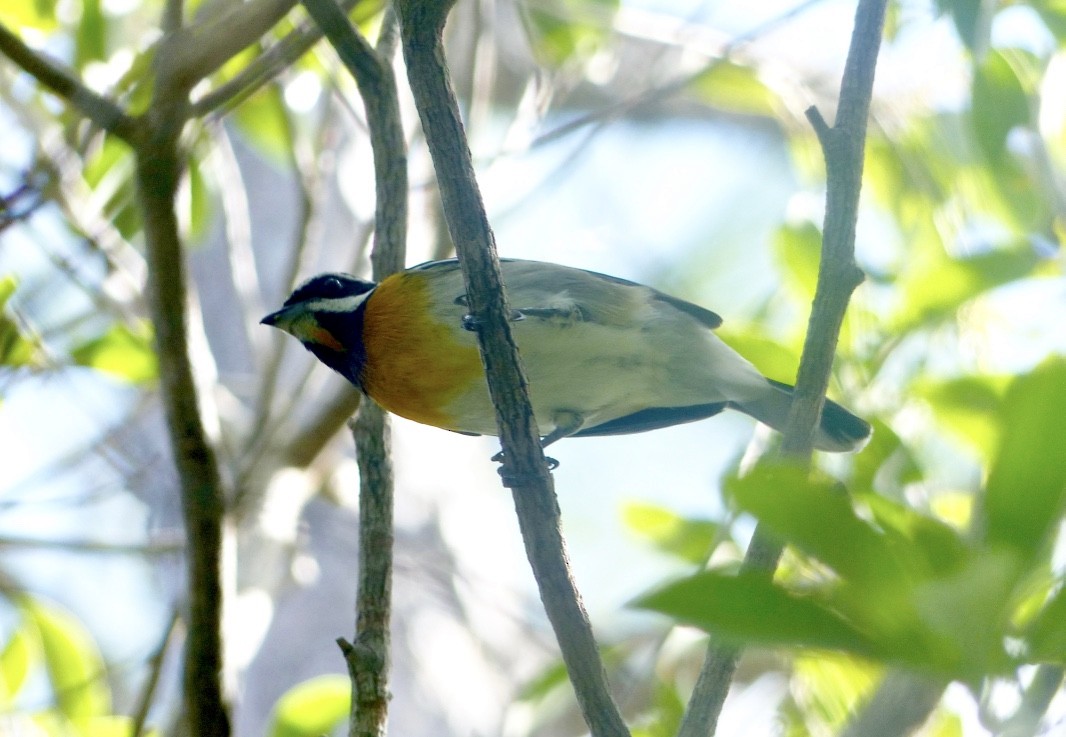 Western Spindalis (Bahamas Black-backed) - ML615553407