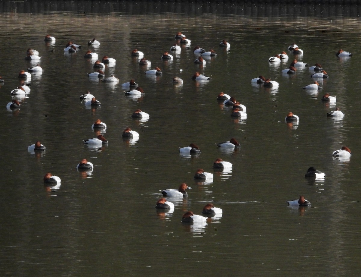 Common Pochard - ML615553414