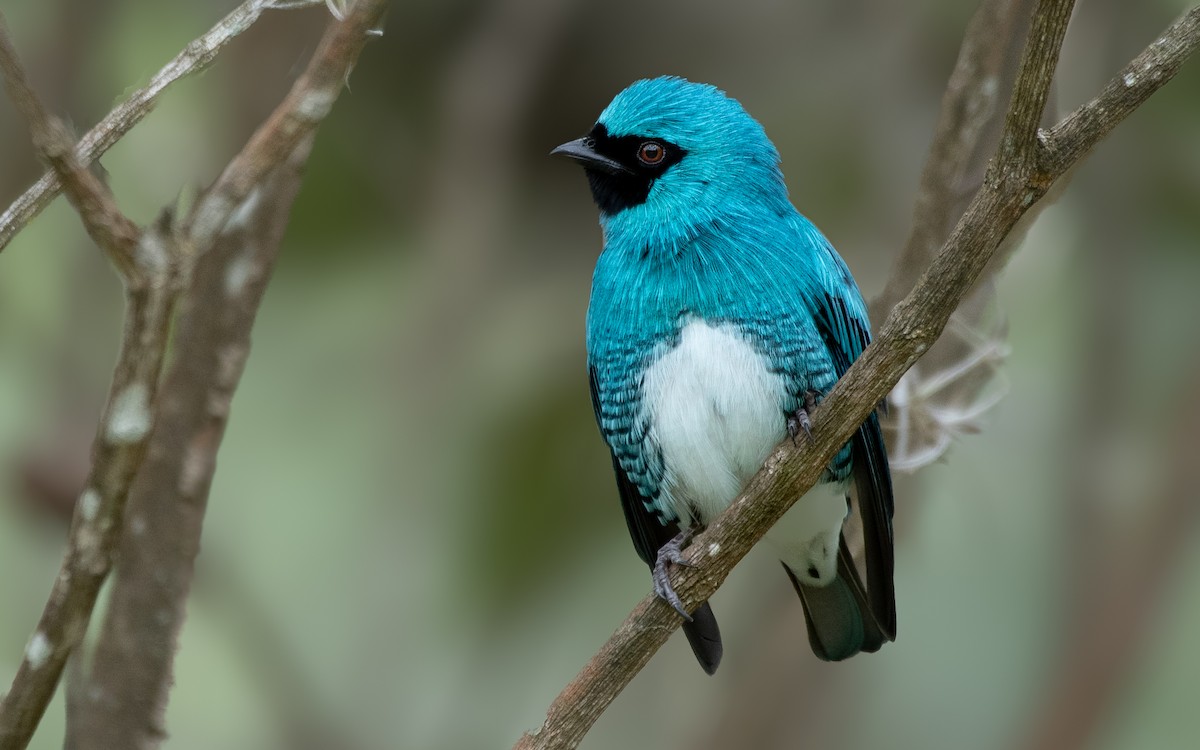 Swallow Tanager - Sergio Andres Dueñas Trejo