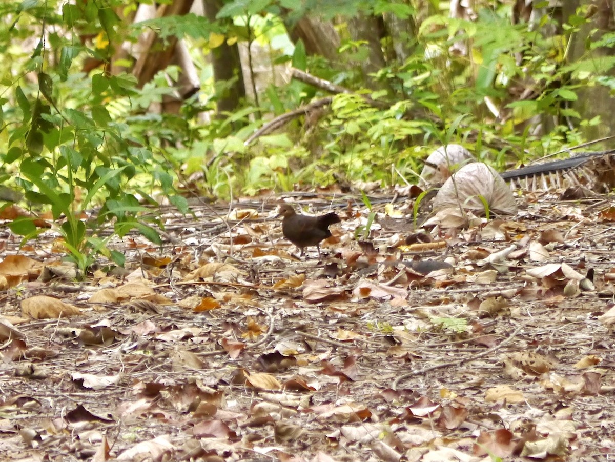 Shy Ground Dove - ML615553492