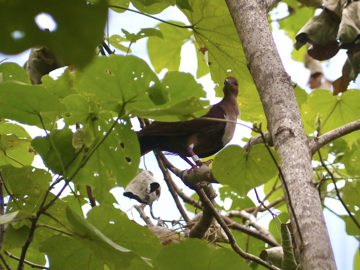 Shy Ground Dove - ML615553504