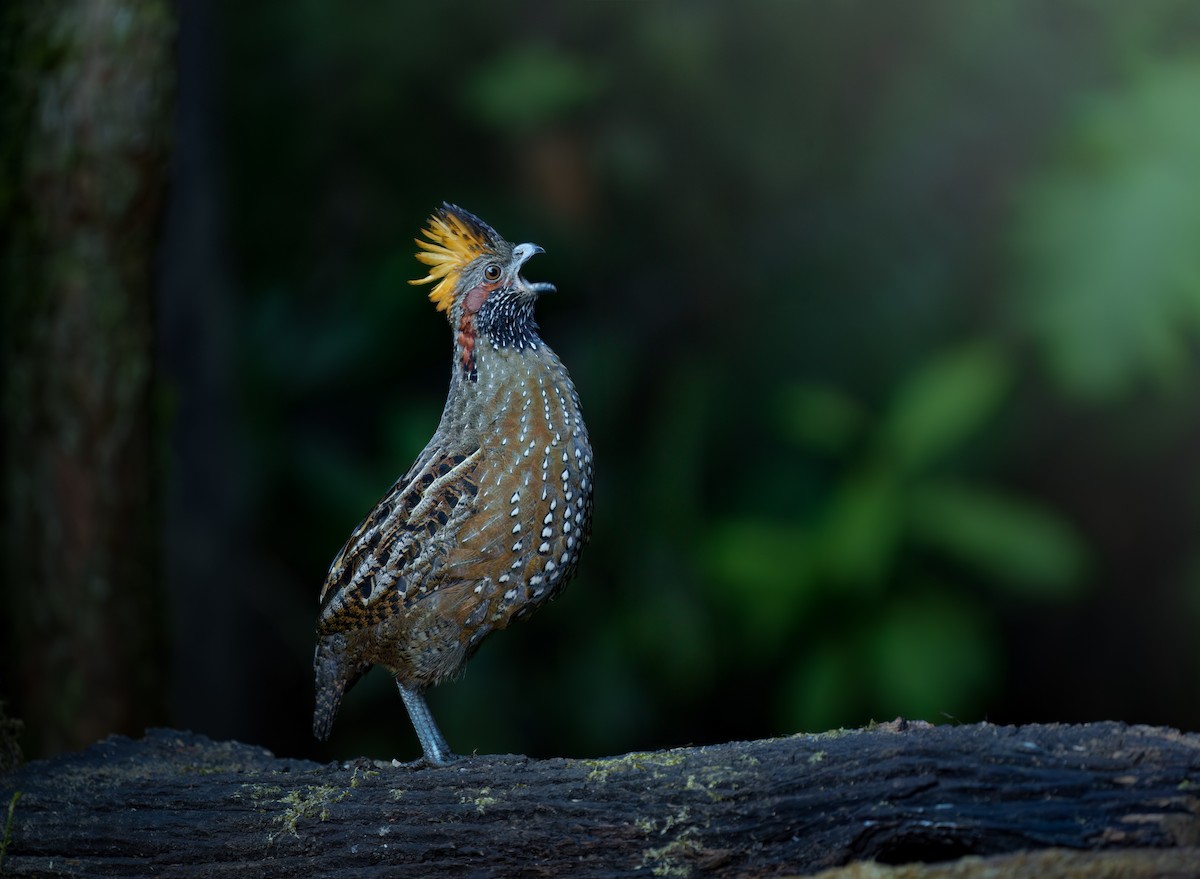 Spotted Wood-Quail - ML615553534