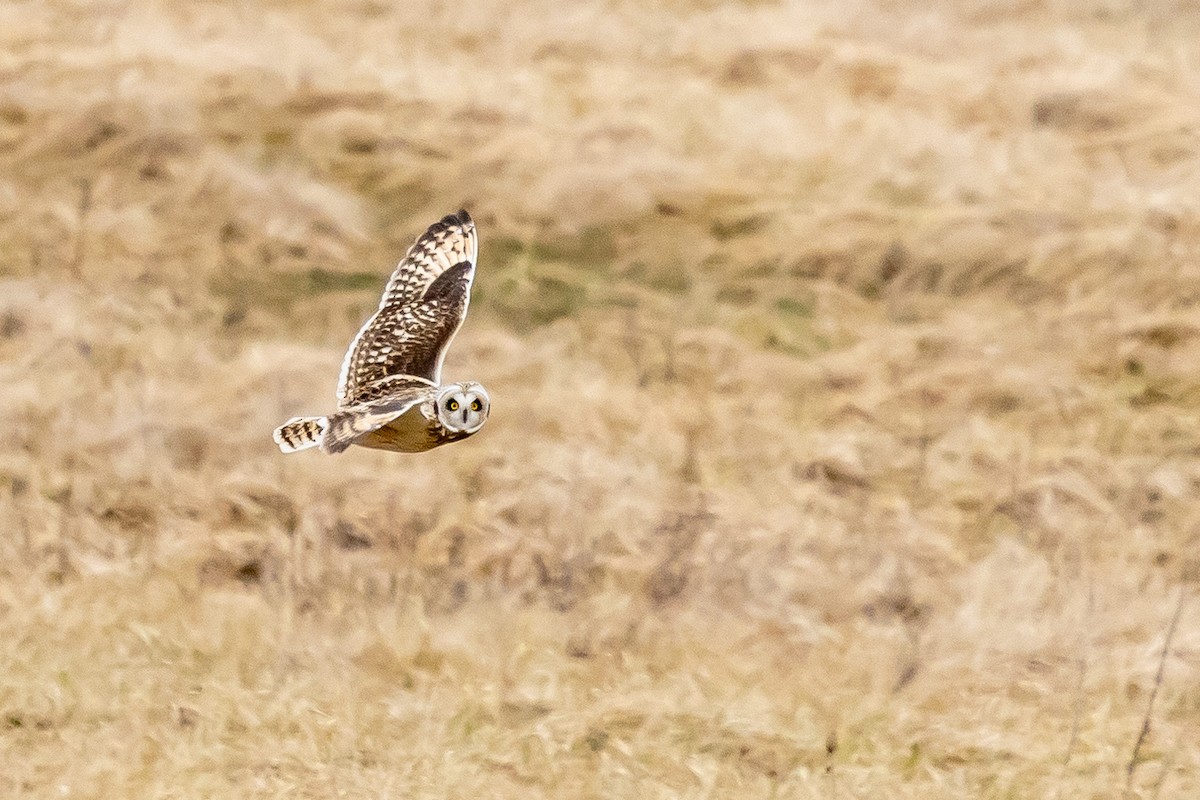 Short-eared Owl - ML615553583