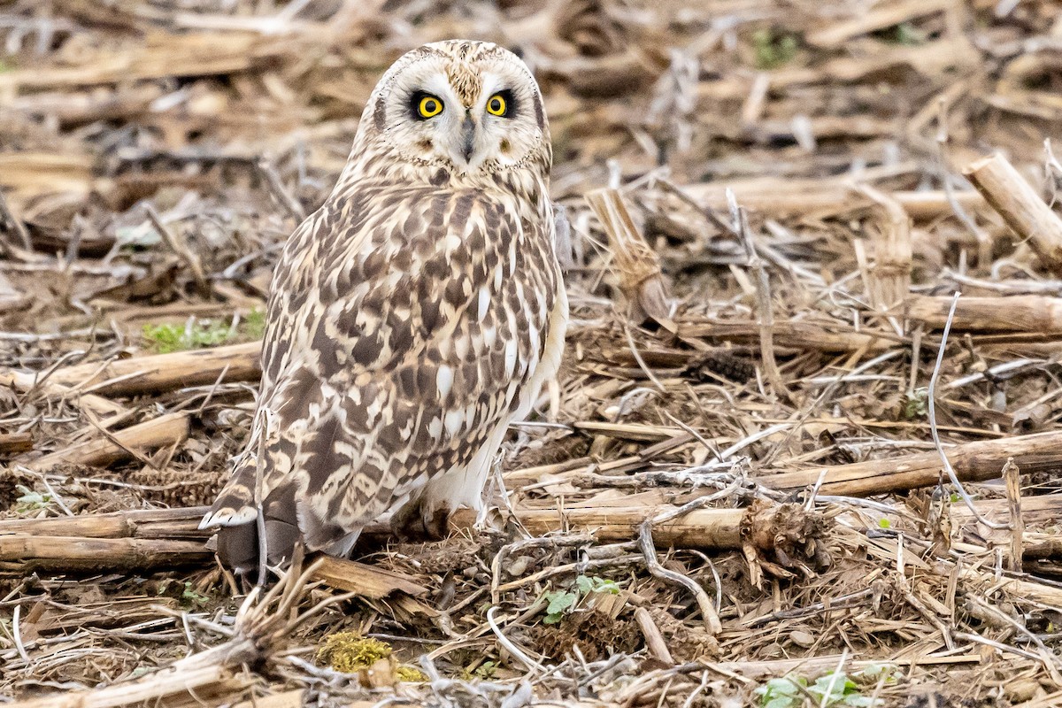 Short-eared Owl - ML615553603