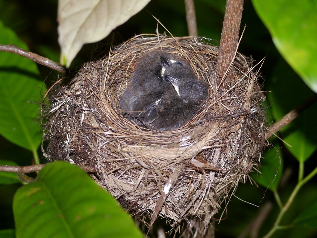 Fiji Shrikebill - ML615553609