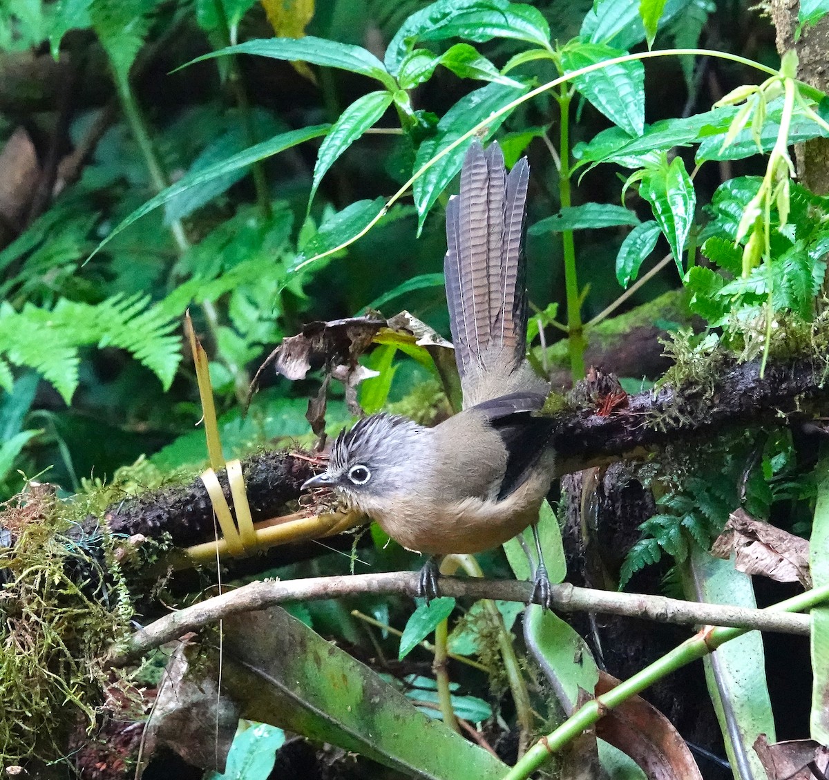 Black-crowned Barwing - ML615553646