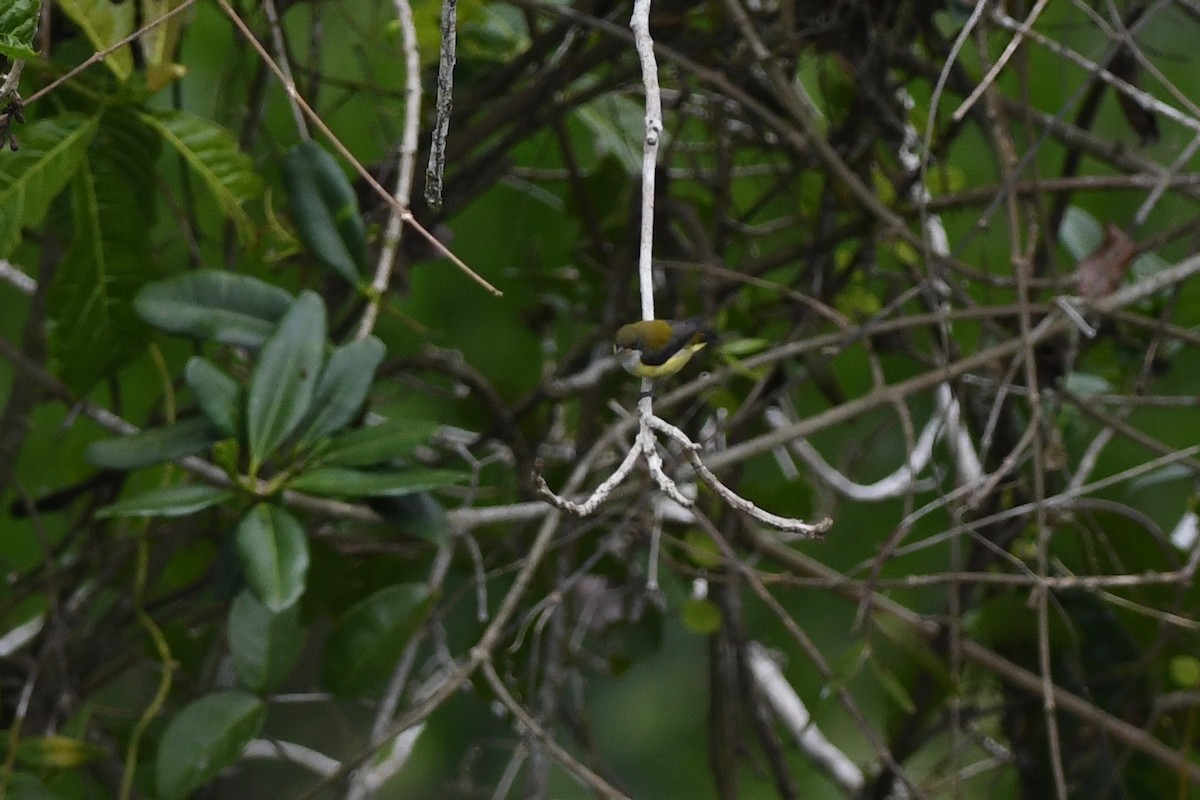 Yellow-sided Flowerpecker - Antoine Reboul