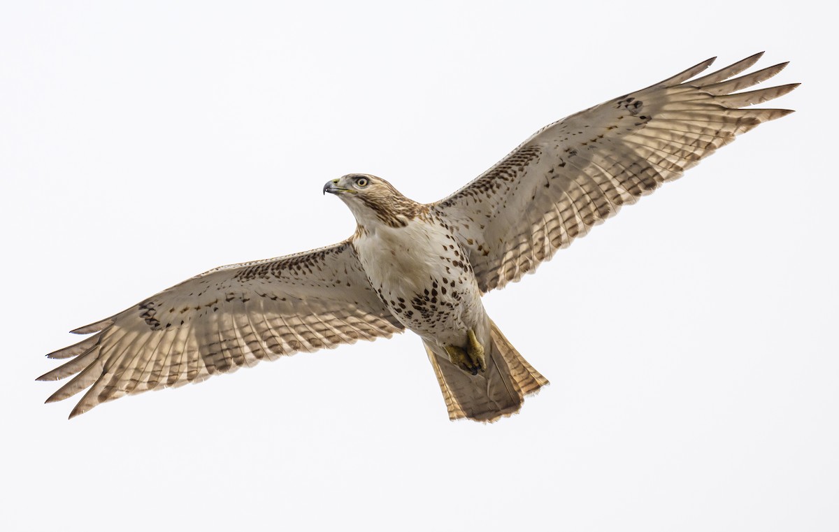 Red-tailed Hawk - ML615553673