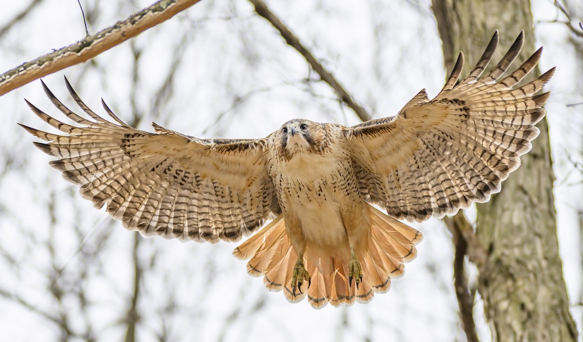 Red-tailed Hawk - ML615553674