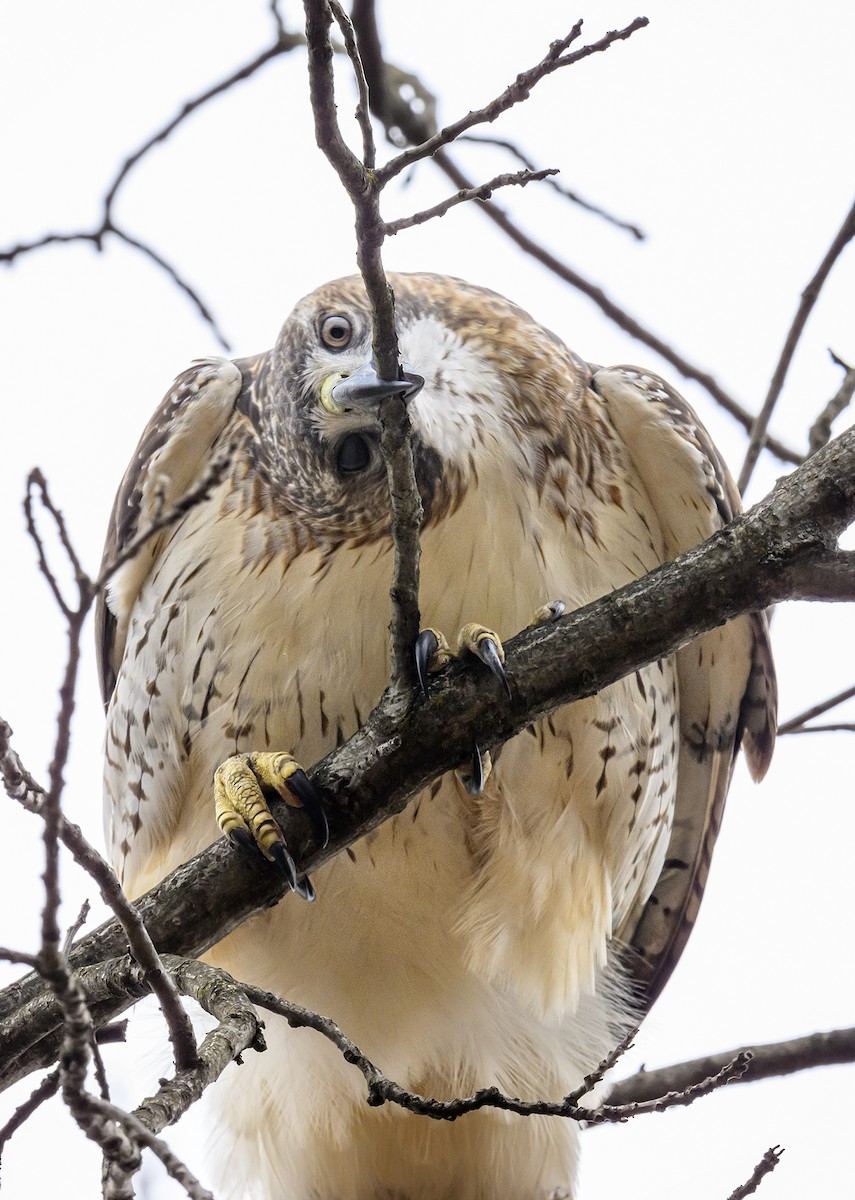 Red-tailed Hawk - ML615553675