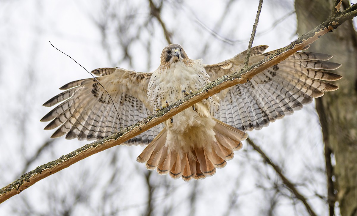 Rotschwanzbussard - ML615553676