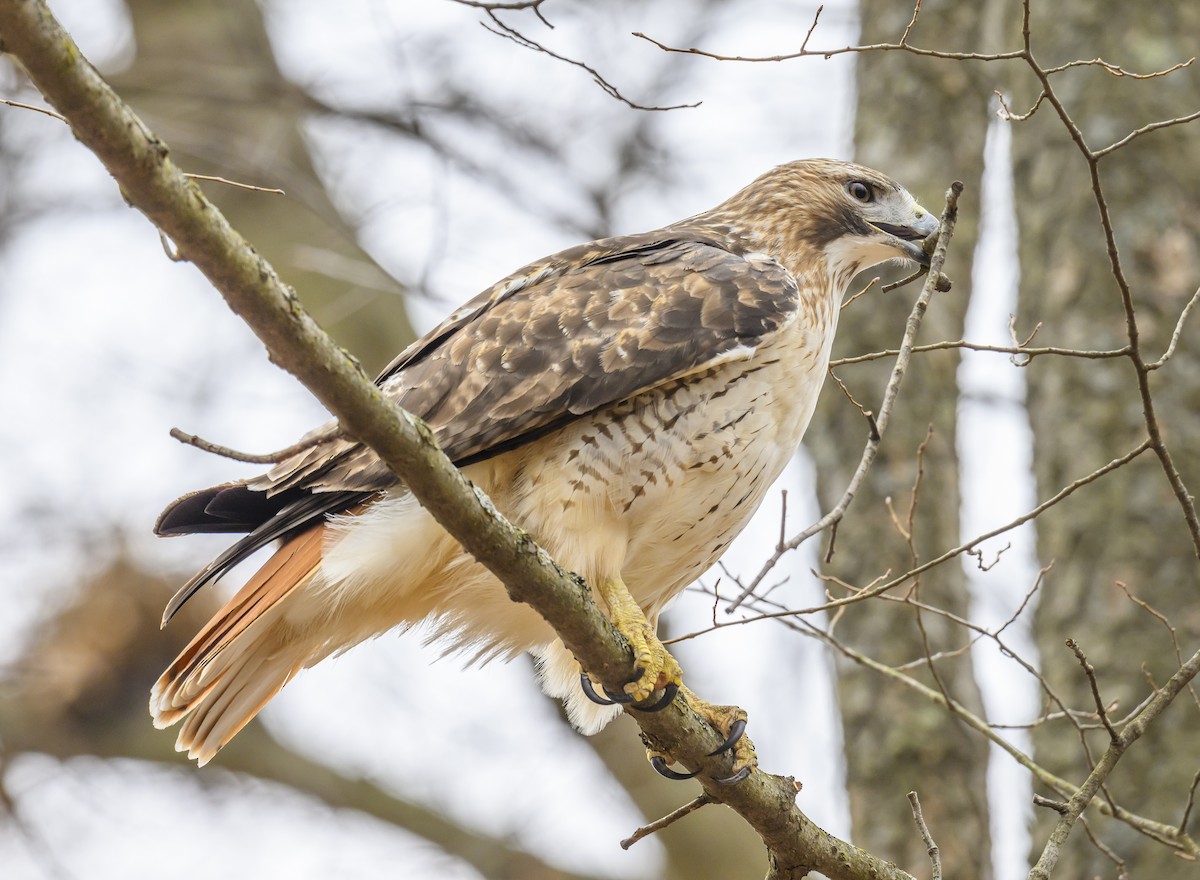 Red-tailed Hawk - ML615553678