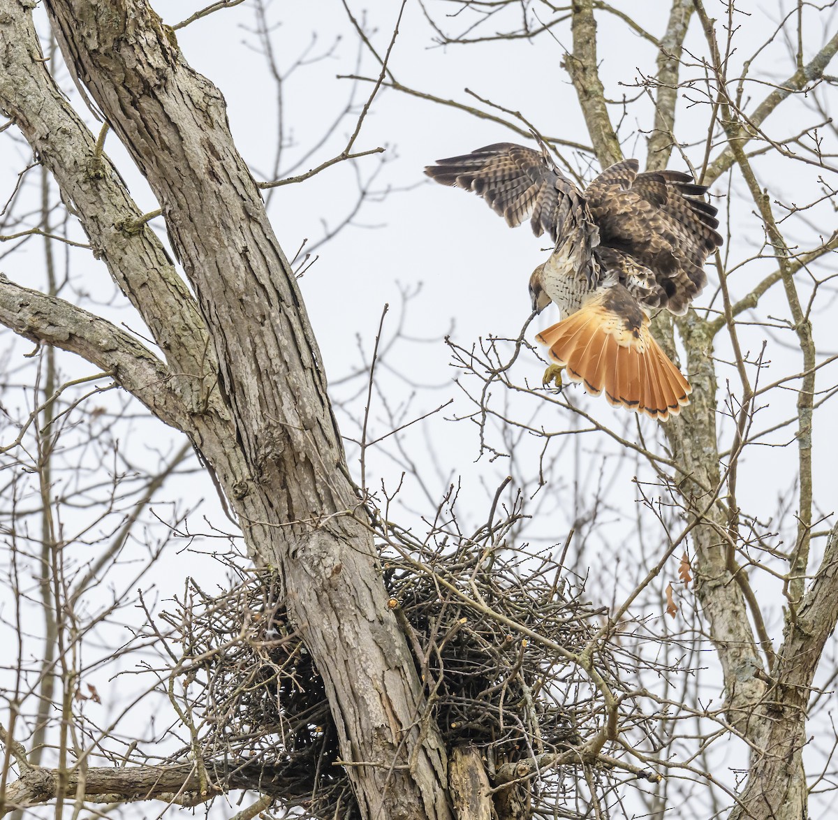 Red-tailed Hawk - ML615553679