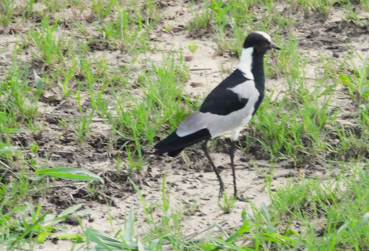 Blacksmith Lapwing - ML615553688