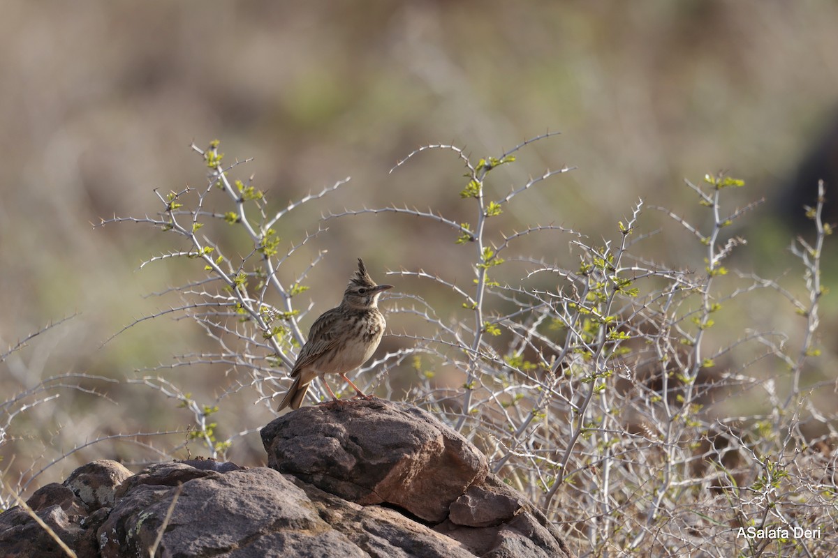 Thekla's Lark - Fanis Theofanopoulos (ASalafa Deri)