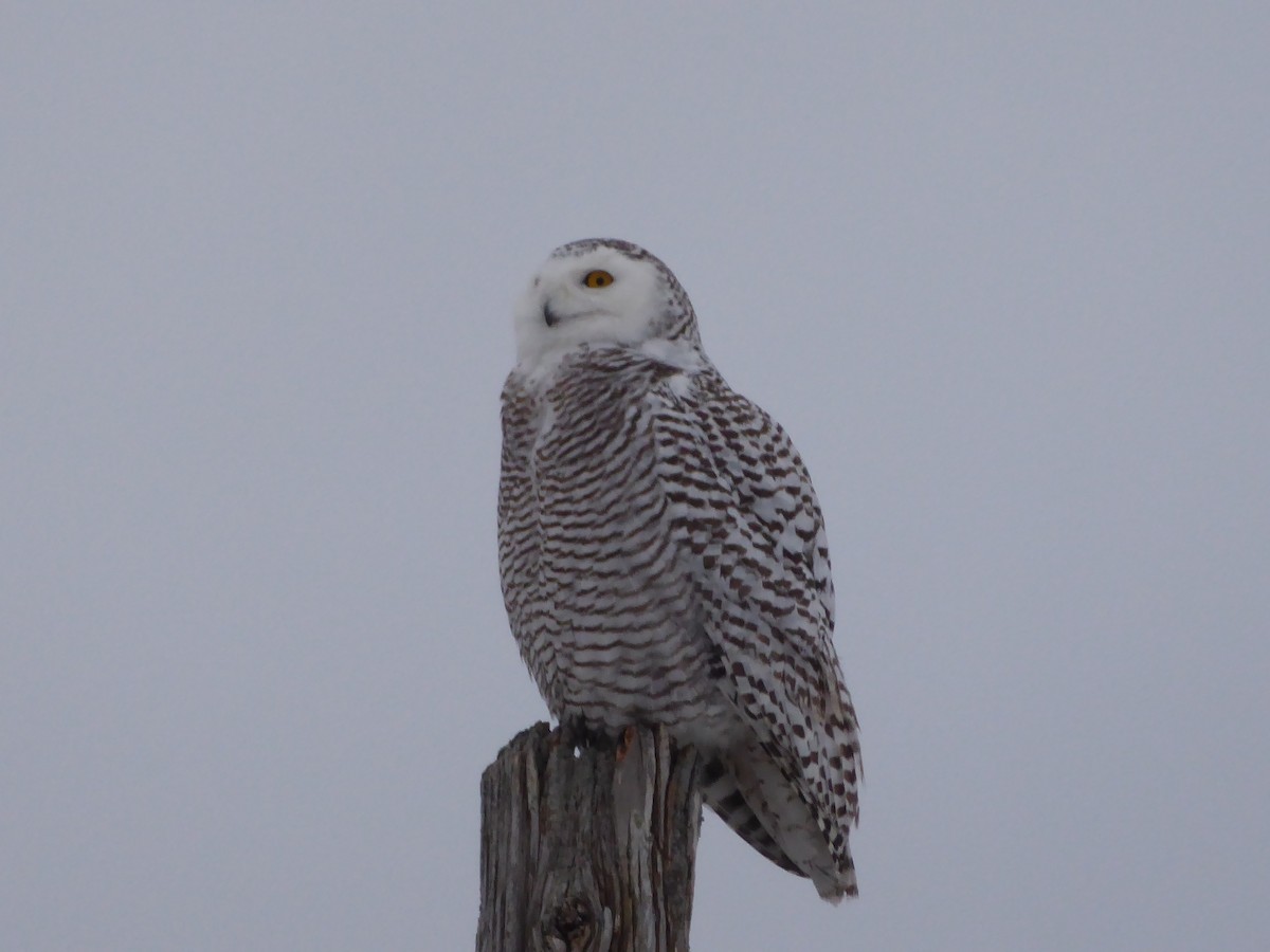 Snowy Owl - ML615553711