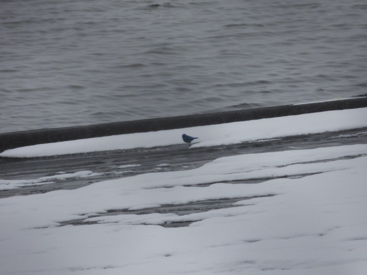 Mountain Bluebird - ML615553717