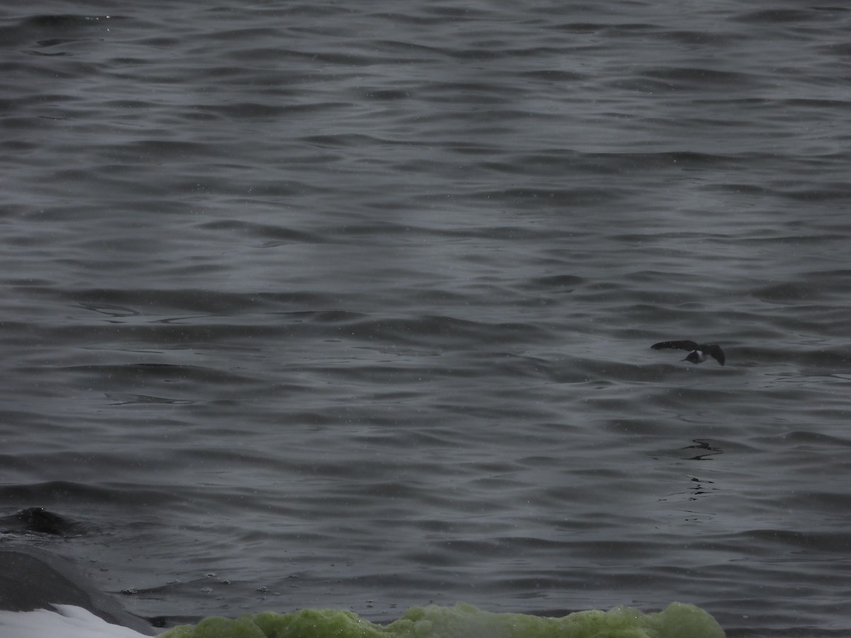 Violet-green Swallow - ML615553729