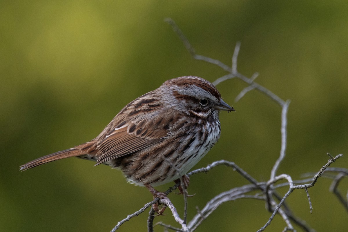 Song Sparrow - ML615553732