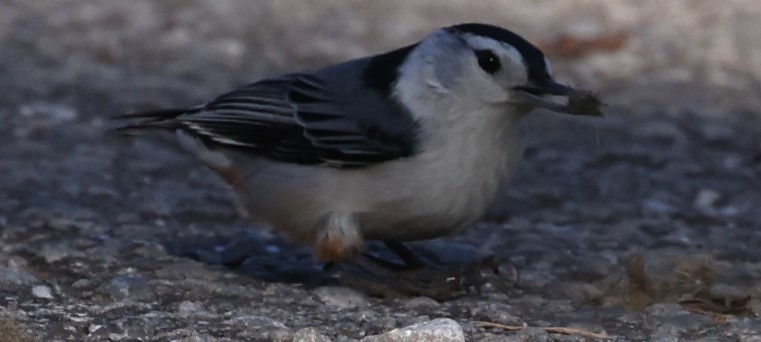 White-breasted Nuthatch - ML615553740